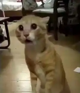 是杧果还是芒果