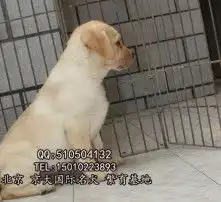 黄页88高清图片
