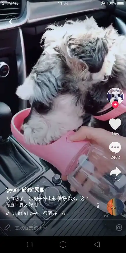 抖音同款宠物外出水杯,会喝水的狗狗不生病