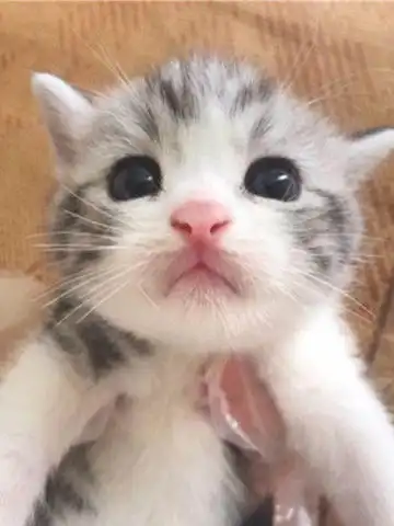 心理测试4种名贵猫送给你,你选哪一只测你年终财运