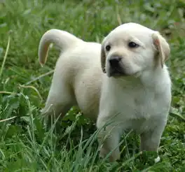 研究拉布拉多寻回犬易胖源自人类训练方式