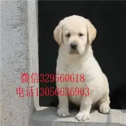 哪里有卖拉布拉多犬拉布拉多犬双血统大骨架纯种双血统拉布拉多拉不拉多图片