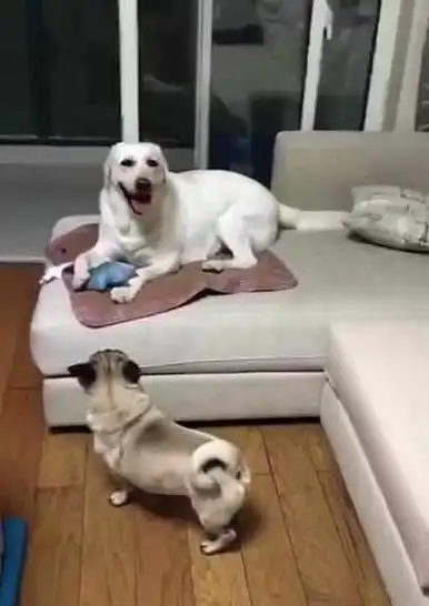 巴哥犬想玩拉布拉多手中的玩具,以迅雷不及掩耳之势得手,好厉害
