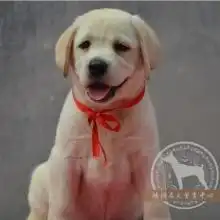 金牌皇家犬舍