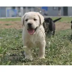 图纯种大头版拉布拉多导盲犬家庭伴侣犬品质保证成都宠物狗