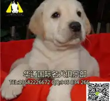 黄页88高清图片