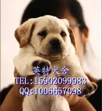 标题东莞哪里有卖拉布拉多小拉多价格