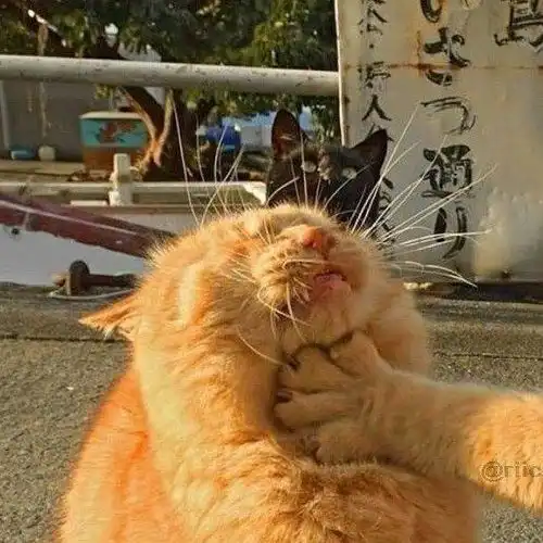 猫卡通头像情侣头像橘猫