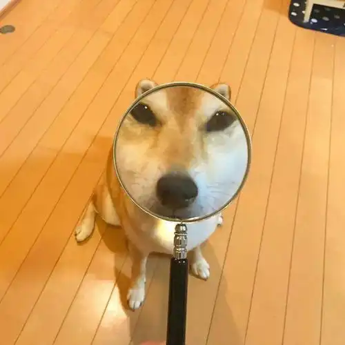 今日头像沙雕情侣头像
