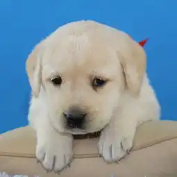 这是拉布拉多嘛