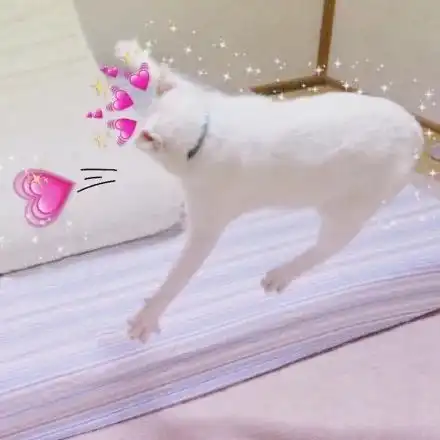 沙雕猫咪头像