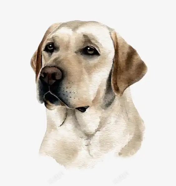 拉布拉多宠物犬图标宠物矢量图小狗免扣元素手绘手绘宠物猫狗手绘小狗手绘矢量图水彩小狗猫狗猫狗矢ui图标设计图片免费下载页面网页平面电商创意素材宠物图标