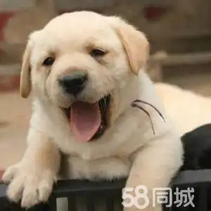 自己家拉布拉多生的小狗狗
