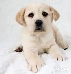 拉布拉多幼犬价格拉布拉多图片黑黄白拉布拉多