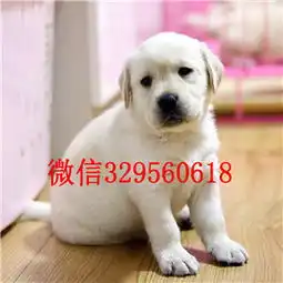 永川哪里能买到纯种拉布拉多犬黄色拉布拉多多少钱拉布拉多图片双血统拉布拉多