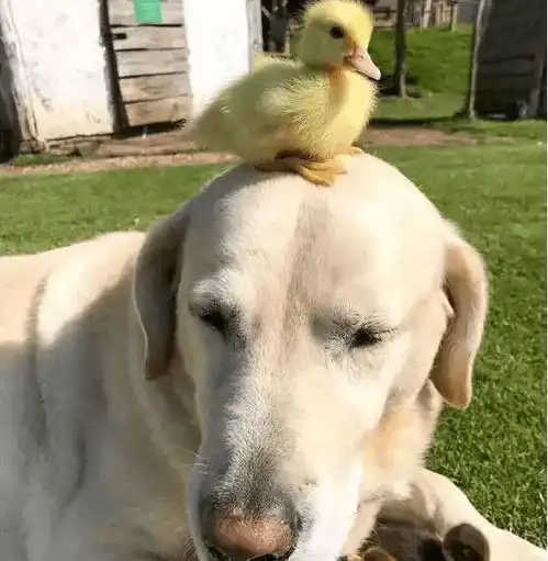拉布拉多犬当保姆,每天守护着仅剩的9只小鸭,暖暖的画面好温馨