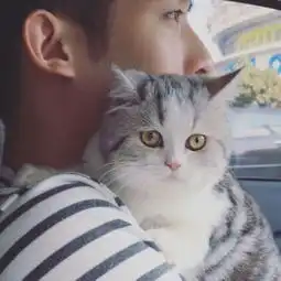qq情侣头像唯美猫咪
