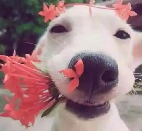 狗狗的这些行为,是在说我爱你哟