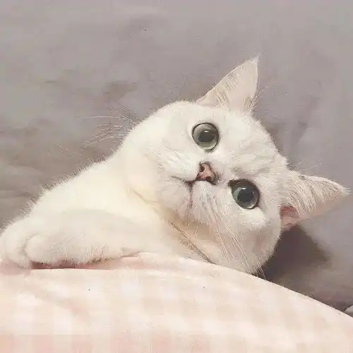 七夕情头