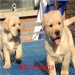安阳哪里卖拉布拉多纯种拉布拉多价格纯种拉拉犬神犬小七拉布拉多图片价格