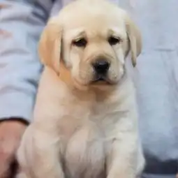 纯种导盲犬拉布拉多火爆出售健康纯种包血统