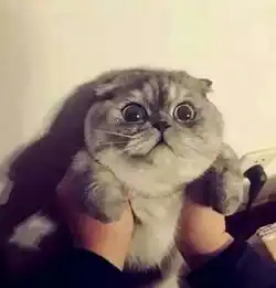 情侣污头像撩人猫咪
