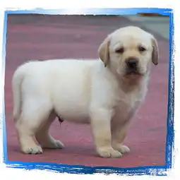 图犬舍繁殖出售拉布拉多寻回犬,拉布拉多幼犬成都宠物狗