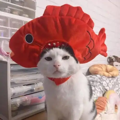 猫咪发抖是这么回事这几个原因你得了解下