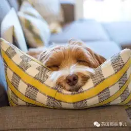 拉布拉多毛绒玩具头像