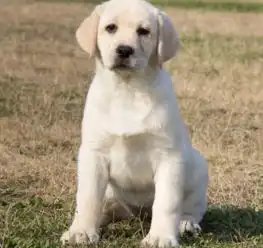 拉布拉多幼犬品相好大骨量签合同保一年送狗上门可上门