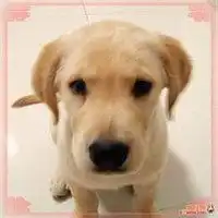 小拉布拉多头像图片微信头像图片大全