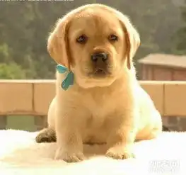 专业养殖基地出售纯种健康拉布拉多幼犬售后有保障