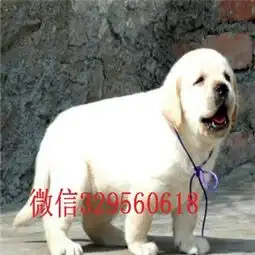 拉萨哪里能买到纯种拉布拉多犬拉布拉多犬双血统大骨架纯种精品拉布拉多幼犬白色拉布拉多犬