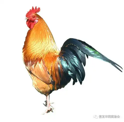 信宜市网商协会3周年年会,有好几家实力商家入会,谁呢