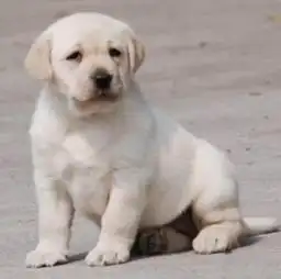 重庆哪里出售拉布拉多犬重庆拉布拉多犬多少钱