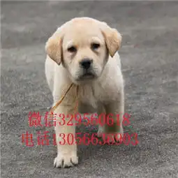 营口哪里有卖拉布拉多犬拉不拉多多少钱一只疫苗齐全的拉布拉多拉不拉多图片