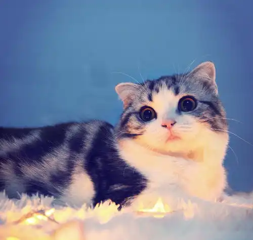 起司猫甜甜