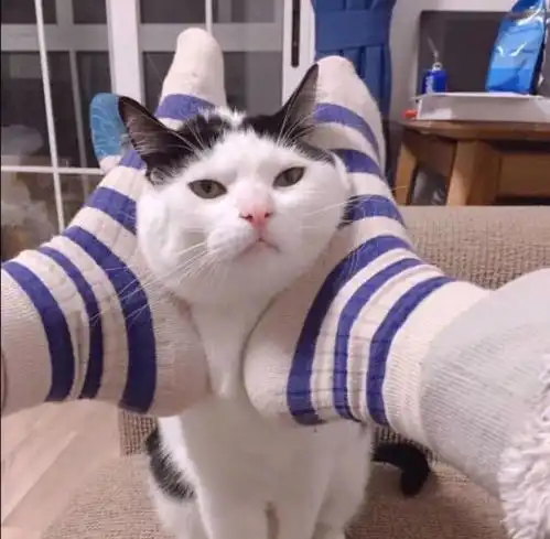 猫卡通头像情侣头像猫咪
