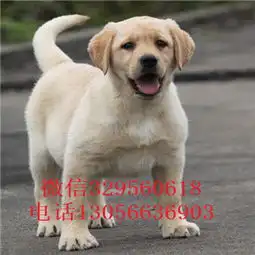 珠海本地犬舍拉布拉多精品拉布拉多赛级品质赛级拉布拉多纯种奶白色拉布拉多