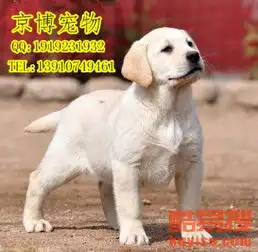 出售纯种拉布拉多纯种奶白色拉布拉多多少钱哪里有卖-北京酷易搜