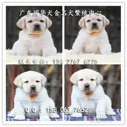 纯种拉布拉多多少钱一只广州拉布拉多幼犬好不好养-黄页88网