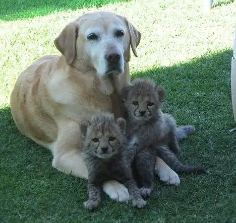 拉布拉多犬成为老虎猎豹河马的妈妈