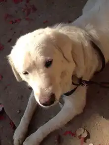 这是什么狗看着头像拉布拉多尾巴和身体的毛又长好像不是拉布拉多请问大家看了告诉我是什么狗急谢谢大家了