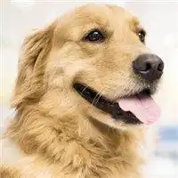 拉布拉多情侣头像两张导