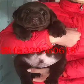 拉布拉多情侣头像两张家