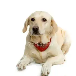 拉布拉多犬拉布拉多图片拉布拉多犬图片狗狗图片