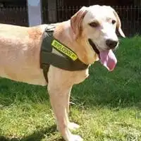警犬头像拉布拉多微信头像图片大全