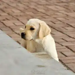 纯种拉布拉多幼犬宠物狗活体神犬小七拉布拉多犬导盲南昌宠物美容