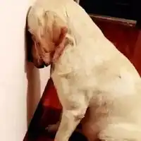 面壁思过字的图片