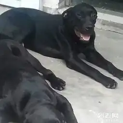 黑色纯种拉布拉多狗狗
